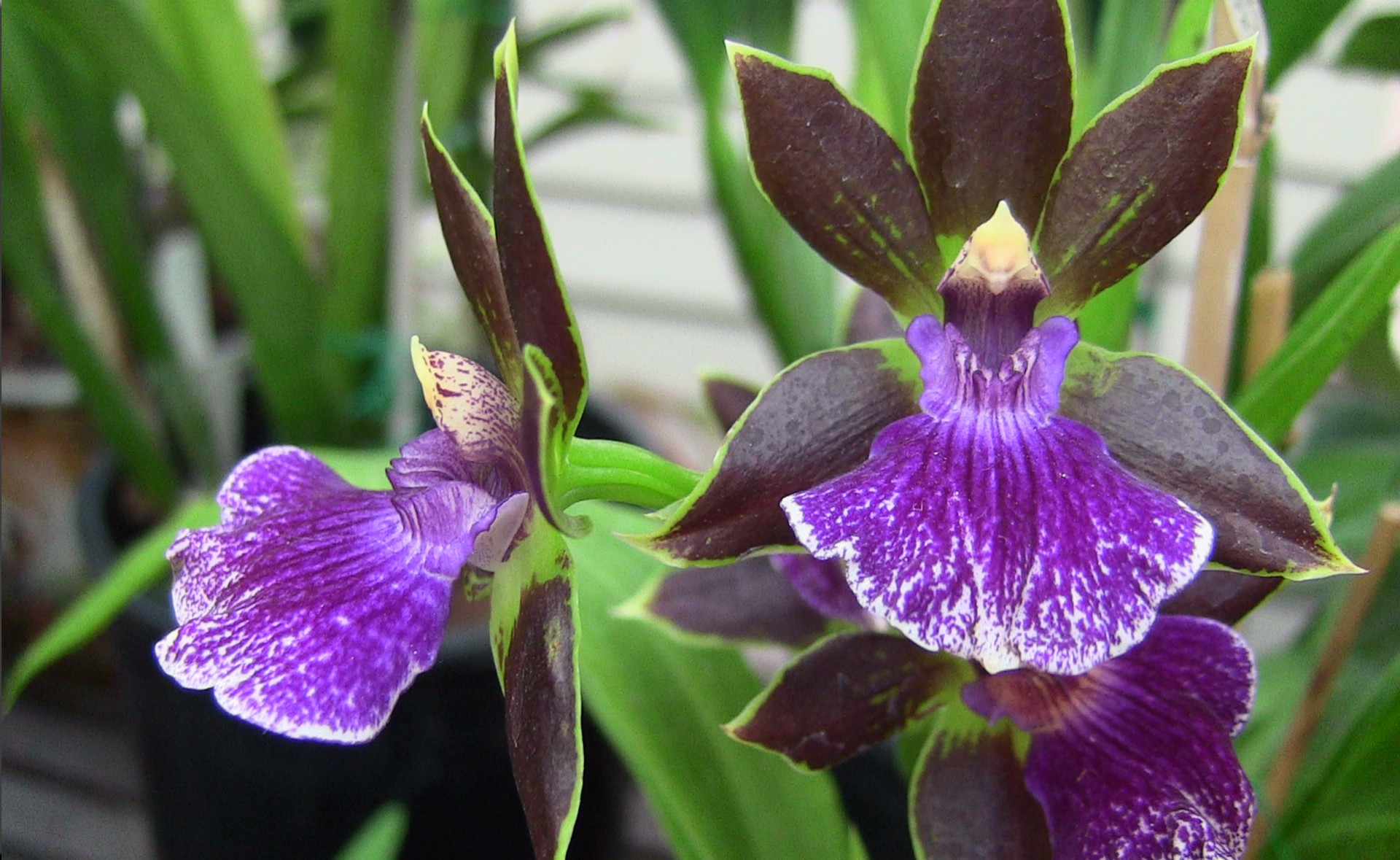 Orhidee Purple