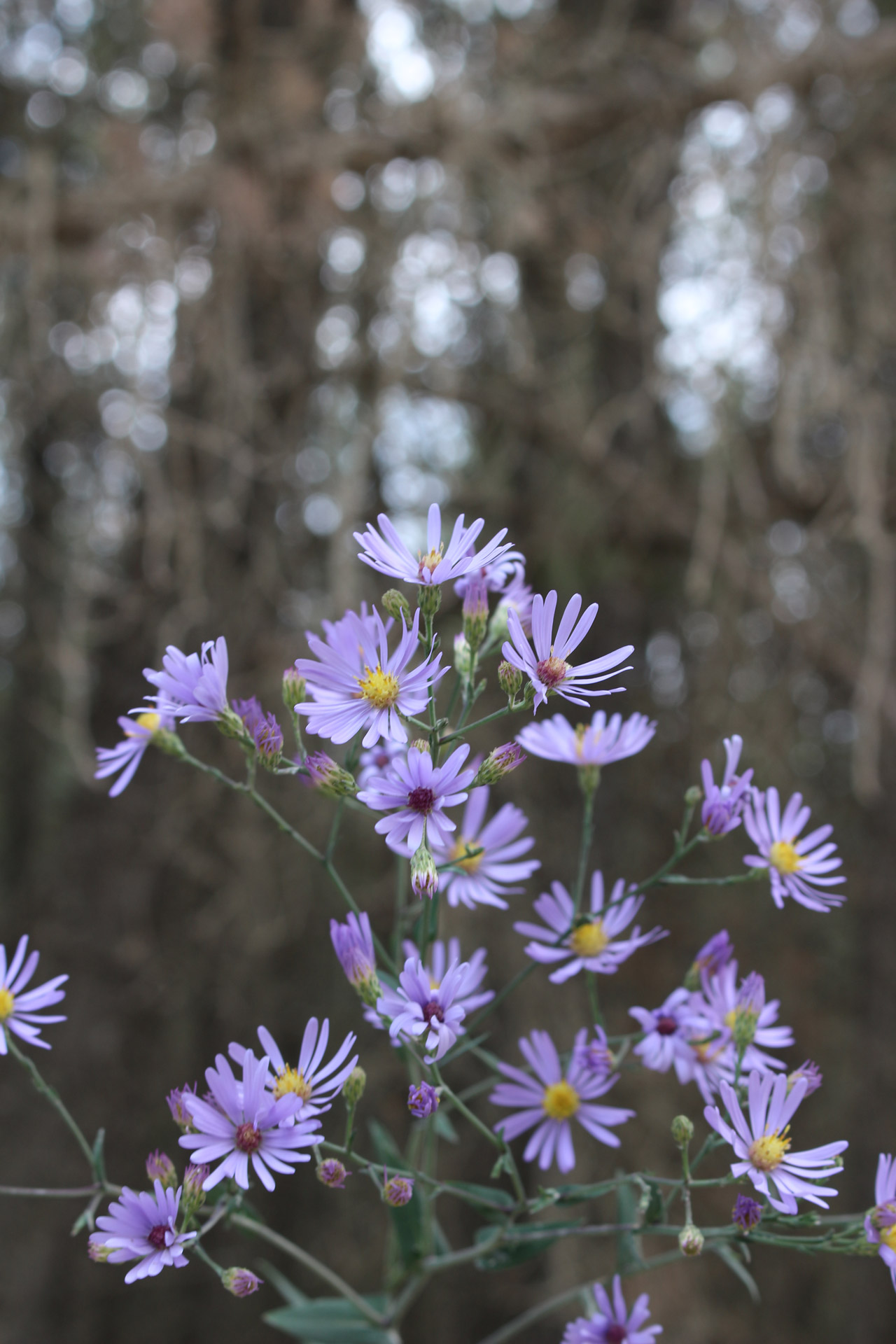 Flori sălbatice Purple Sky Aster albastr