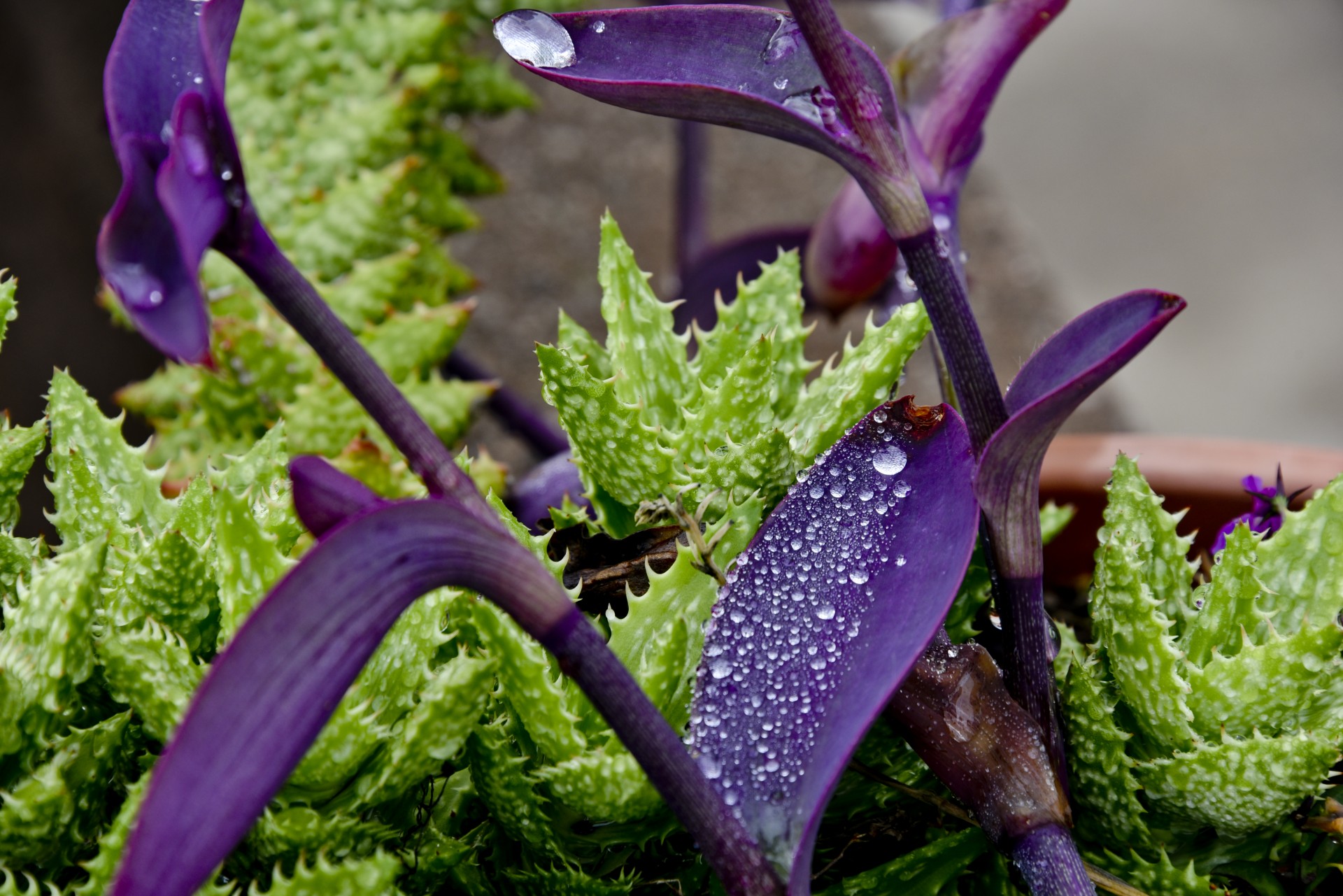 Raindrops pe Purple canus