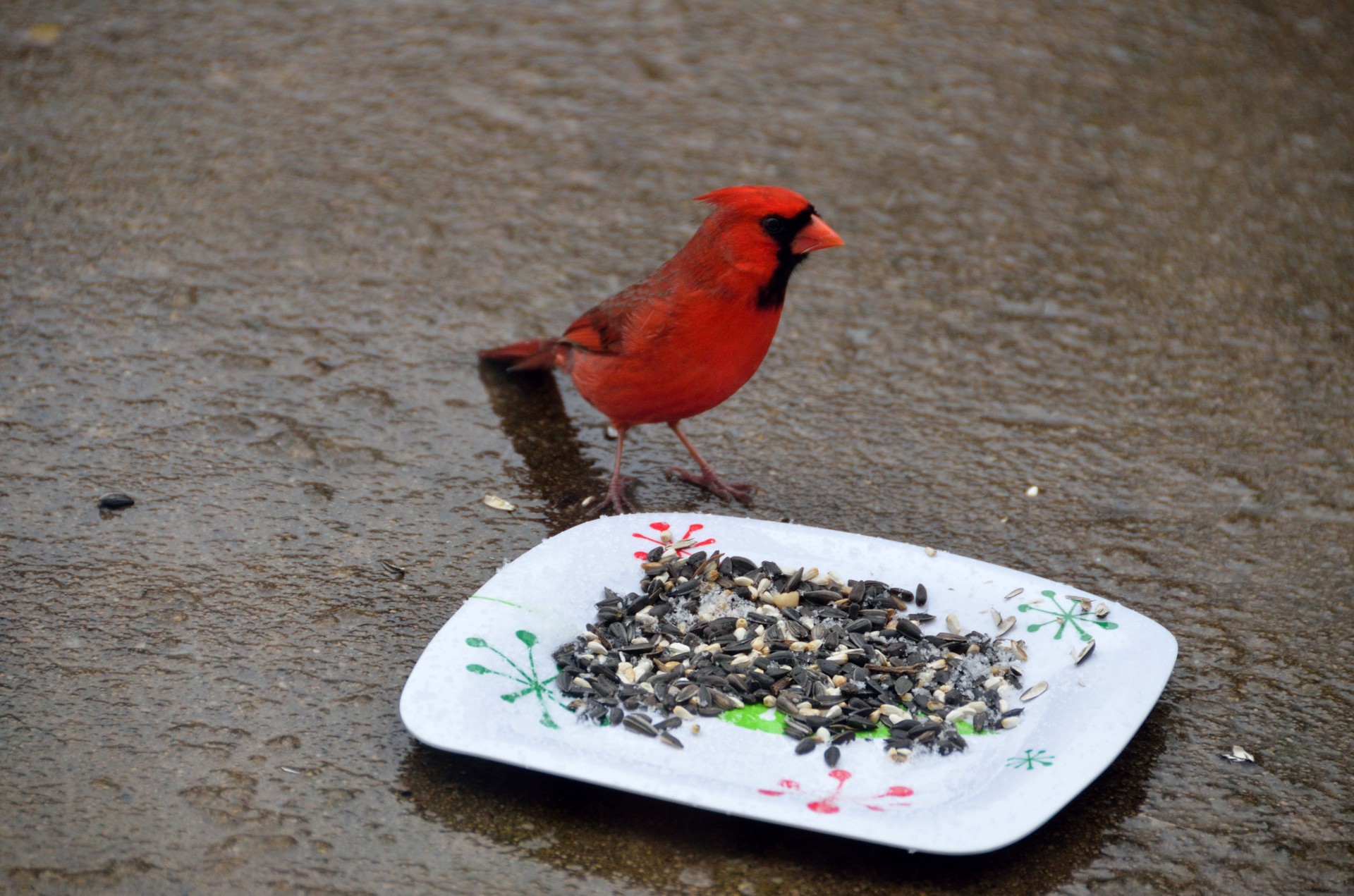 Red Cardinal Hrănirea pe semințe