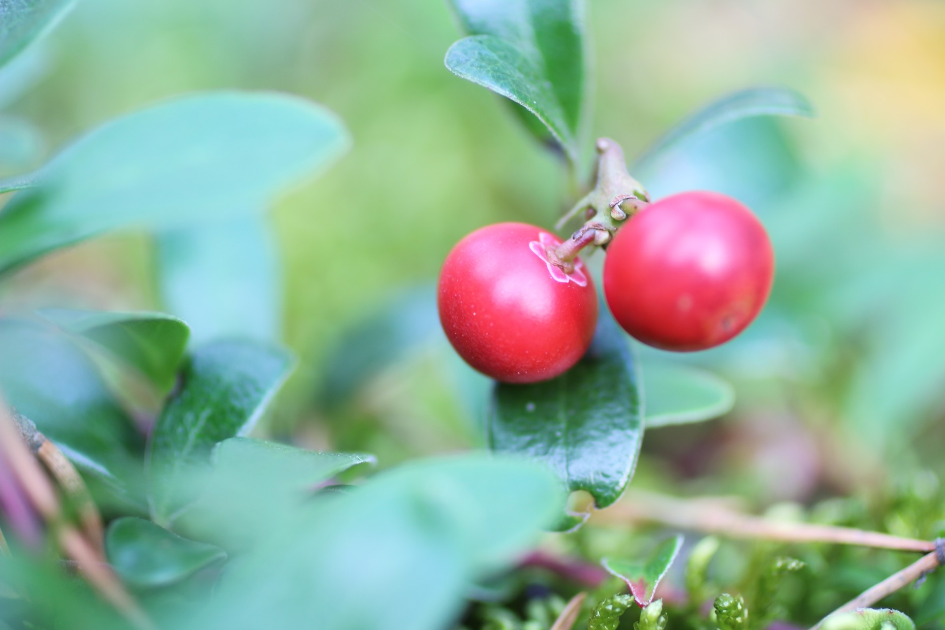 Red Wild fructe de padure Bush, Cranberr