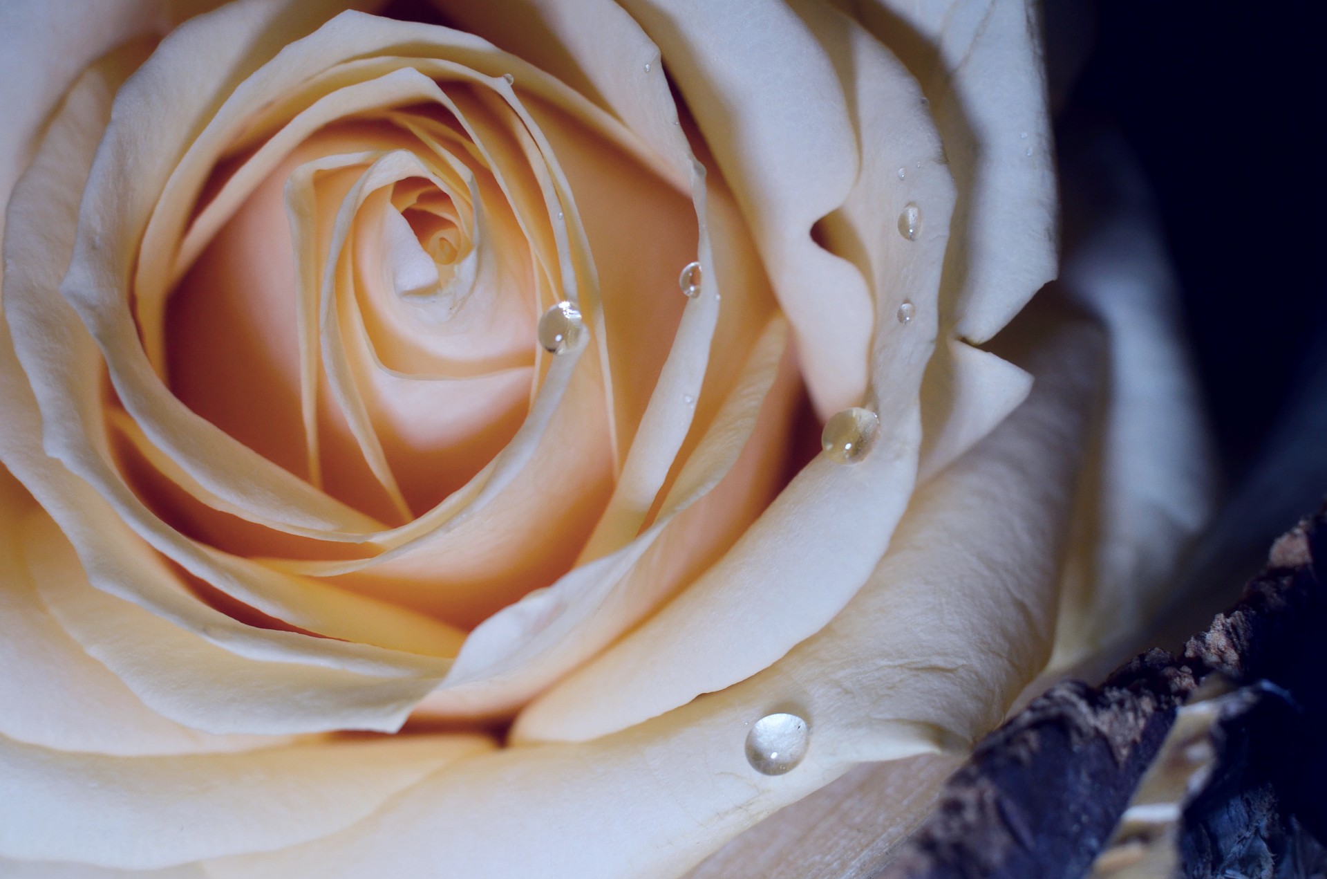 Rose Free Stock Photo - Public Domain Pictures