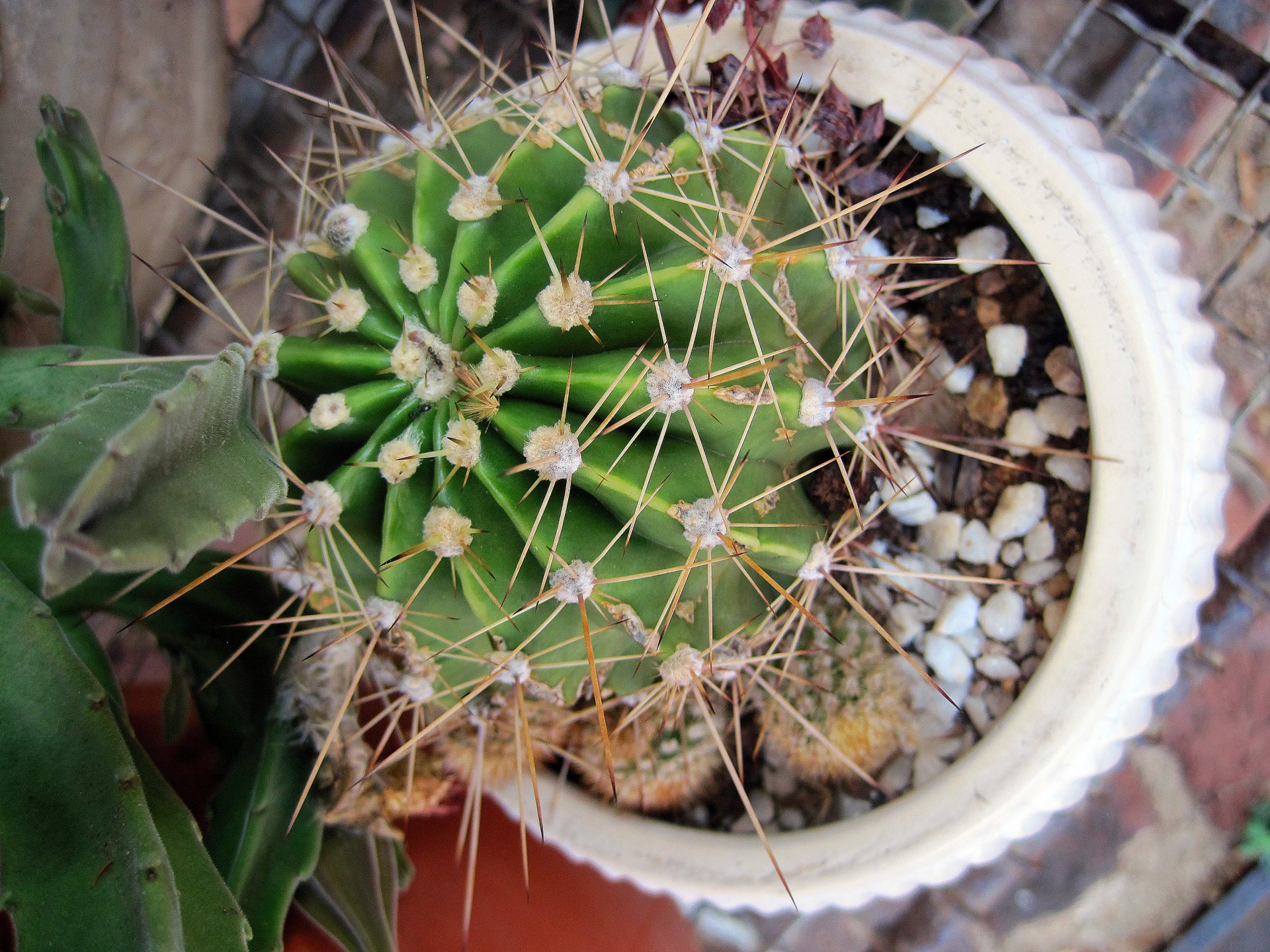 Cactus rotund în oală