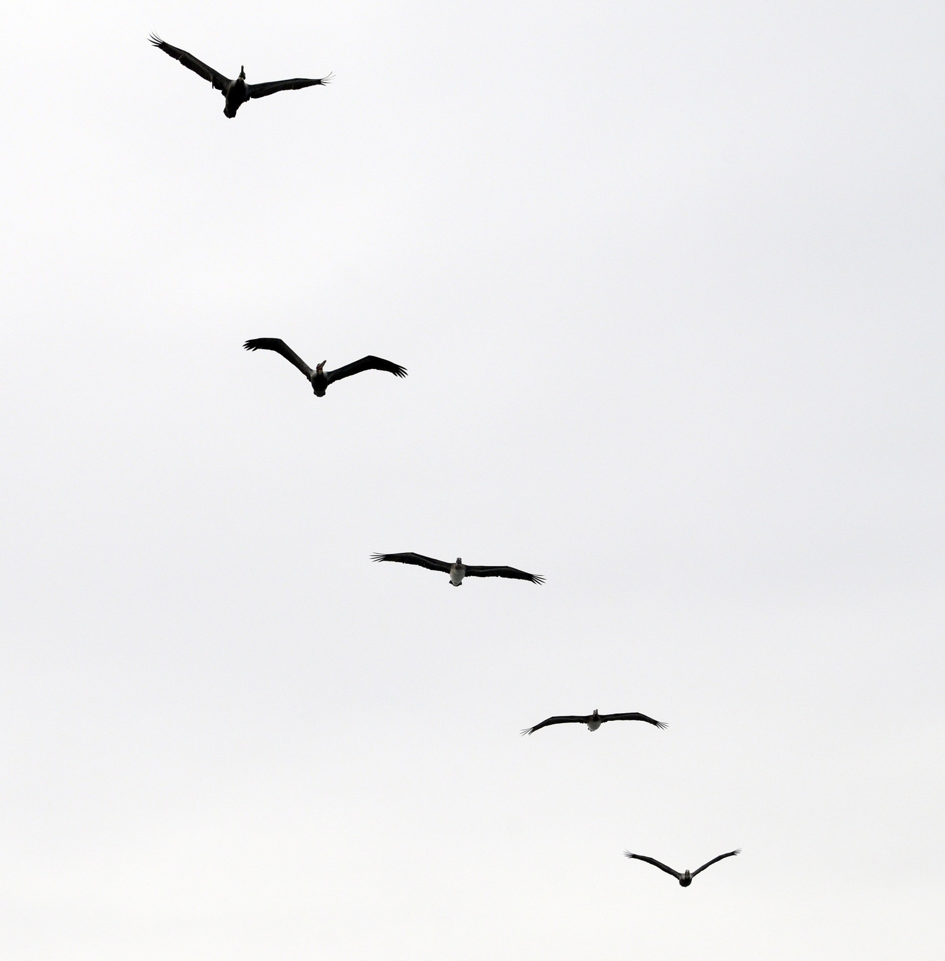 Silueta de 5 Pelicani Flying