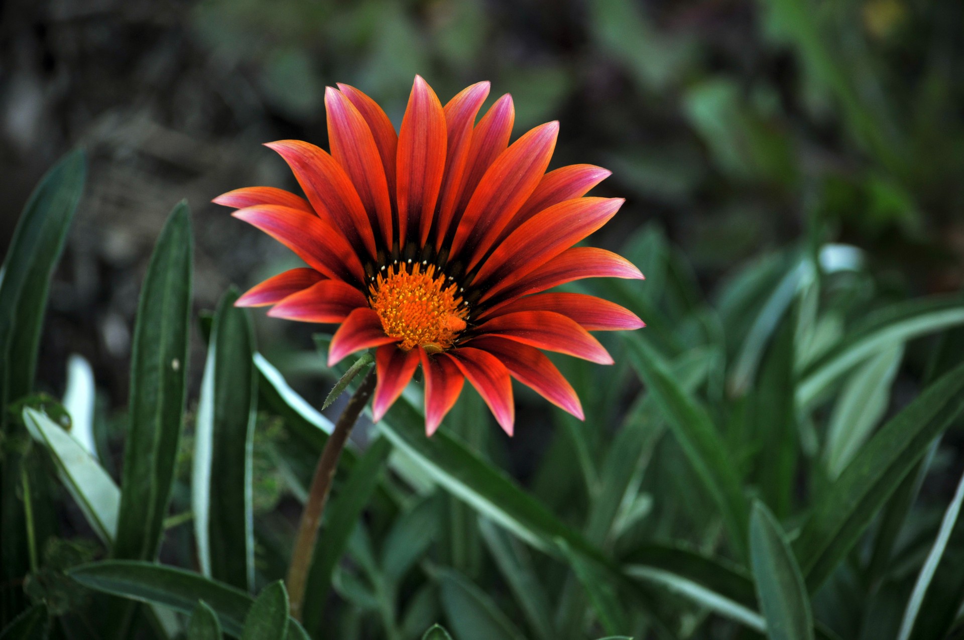 Single Red Daisy Flower