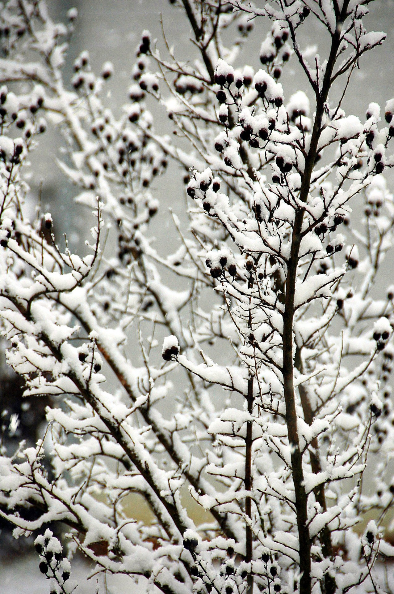 Acoperite de zăpadă copac