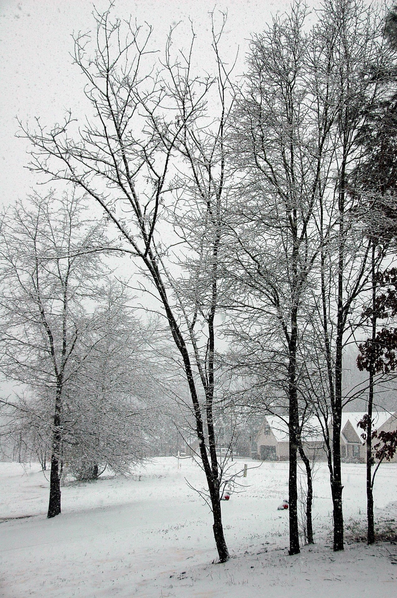 Copaci acoperite de zăpadă