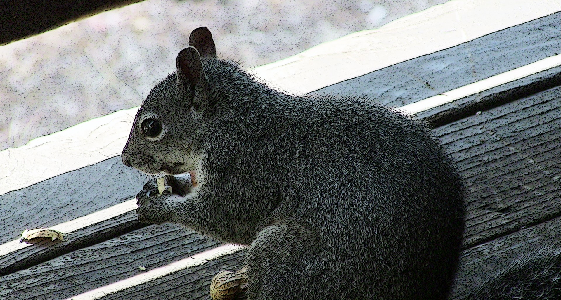 Veveriță mănâncă o Peanut