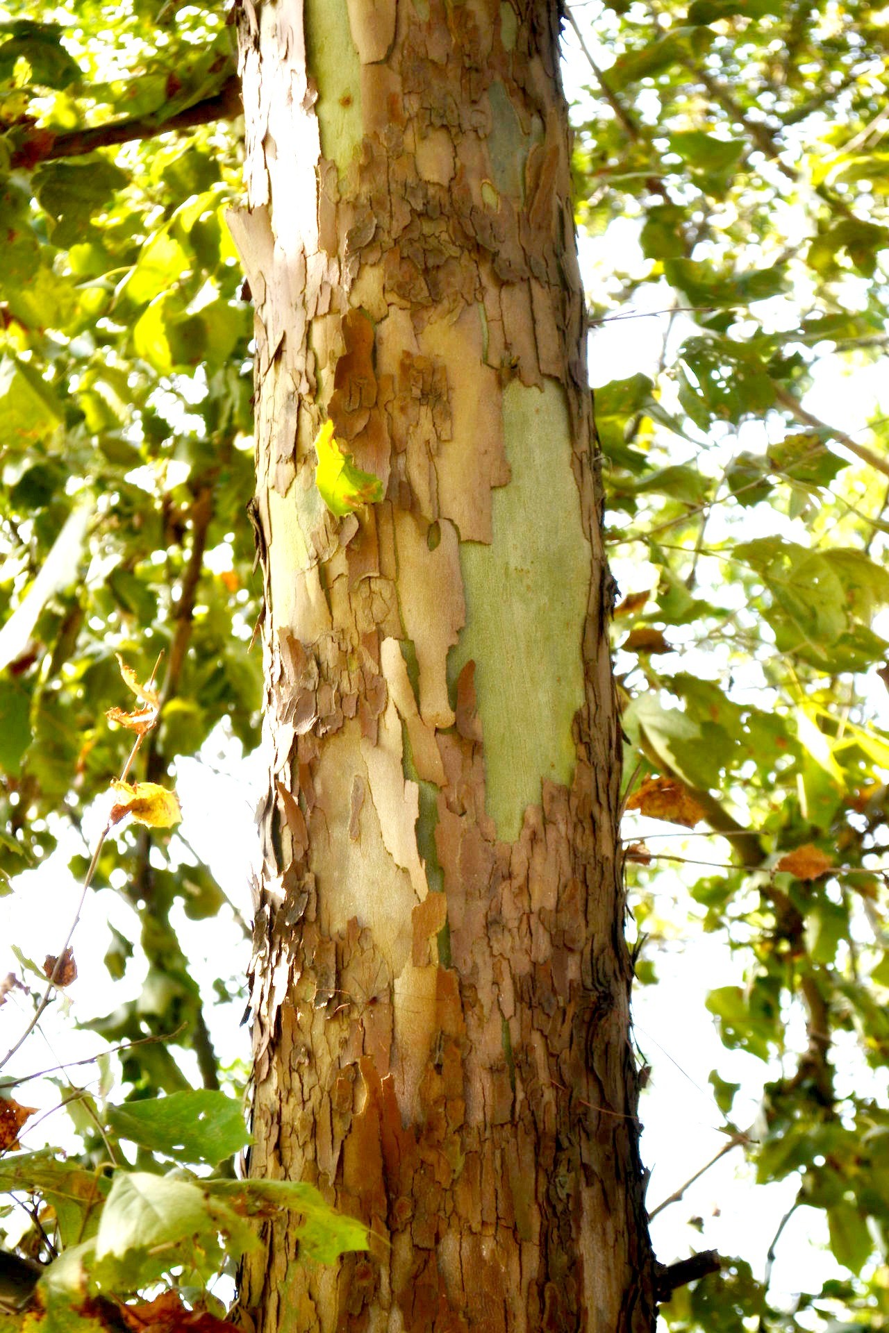 Tree Bark Free Stock Photo - Public Domain Pictures