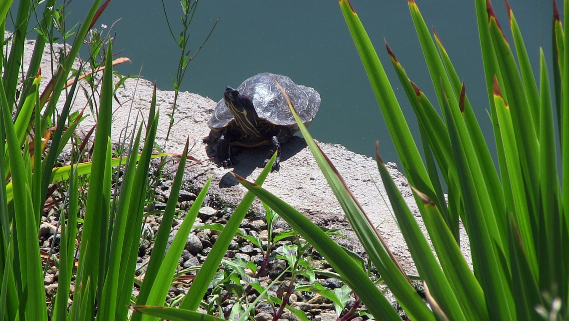 Turtle de Lake