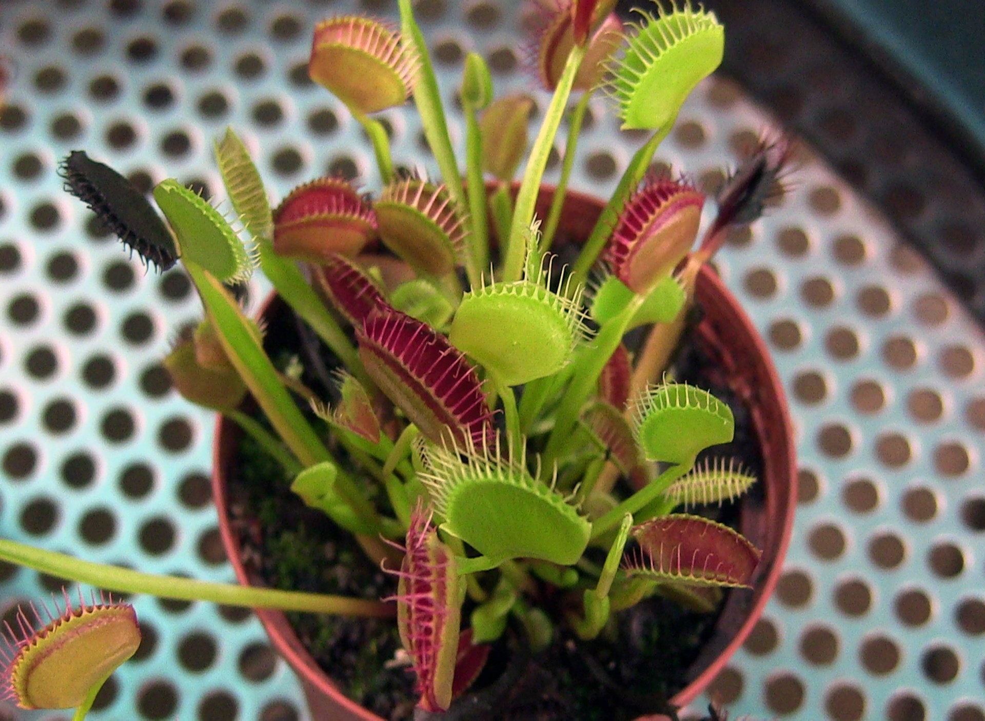 Resultado de imagen de carnivorous plant