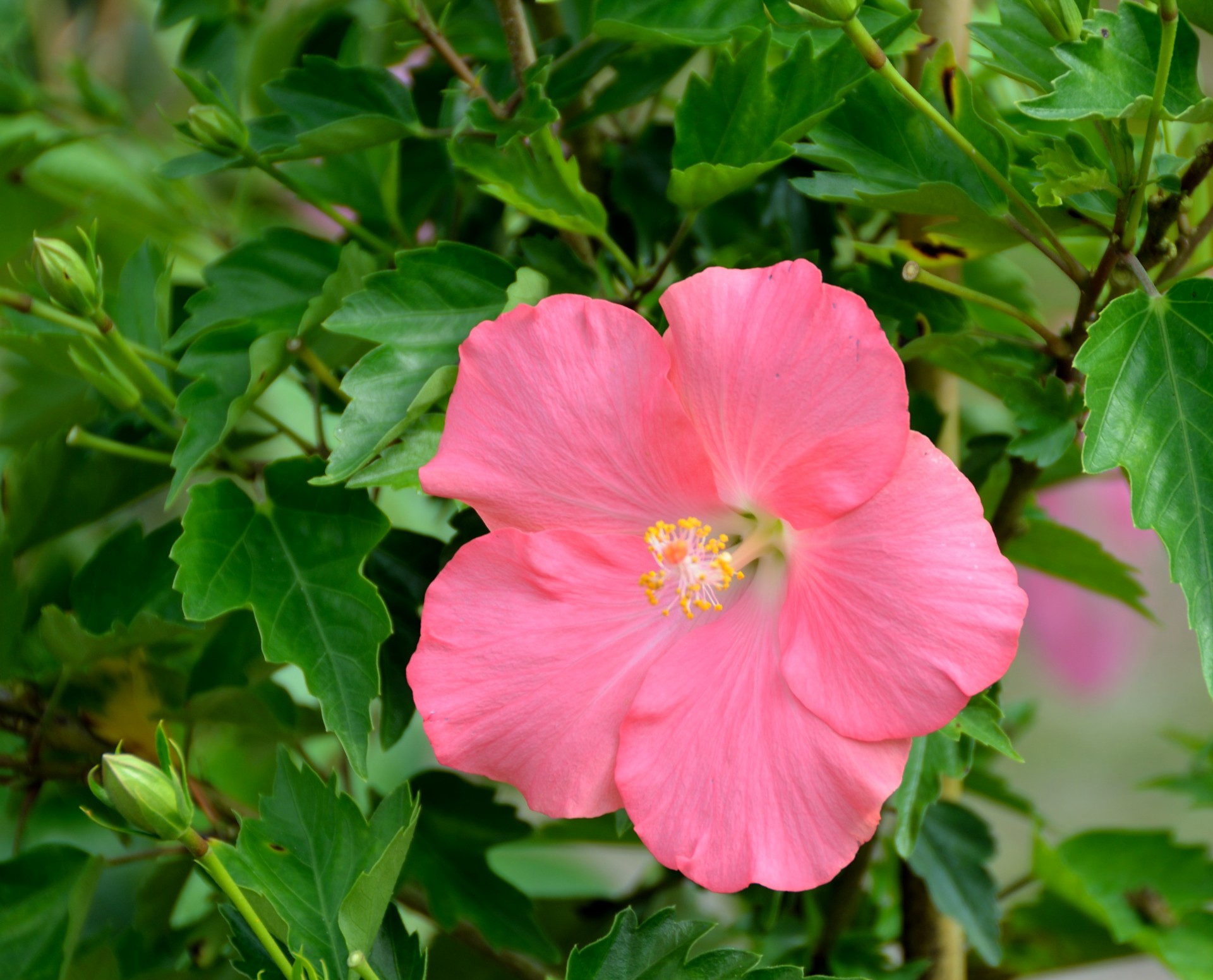 vibrant-pink-hibiscus-flower-free-stock-photo-public-domain-pictures