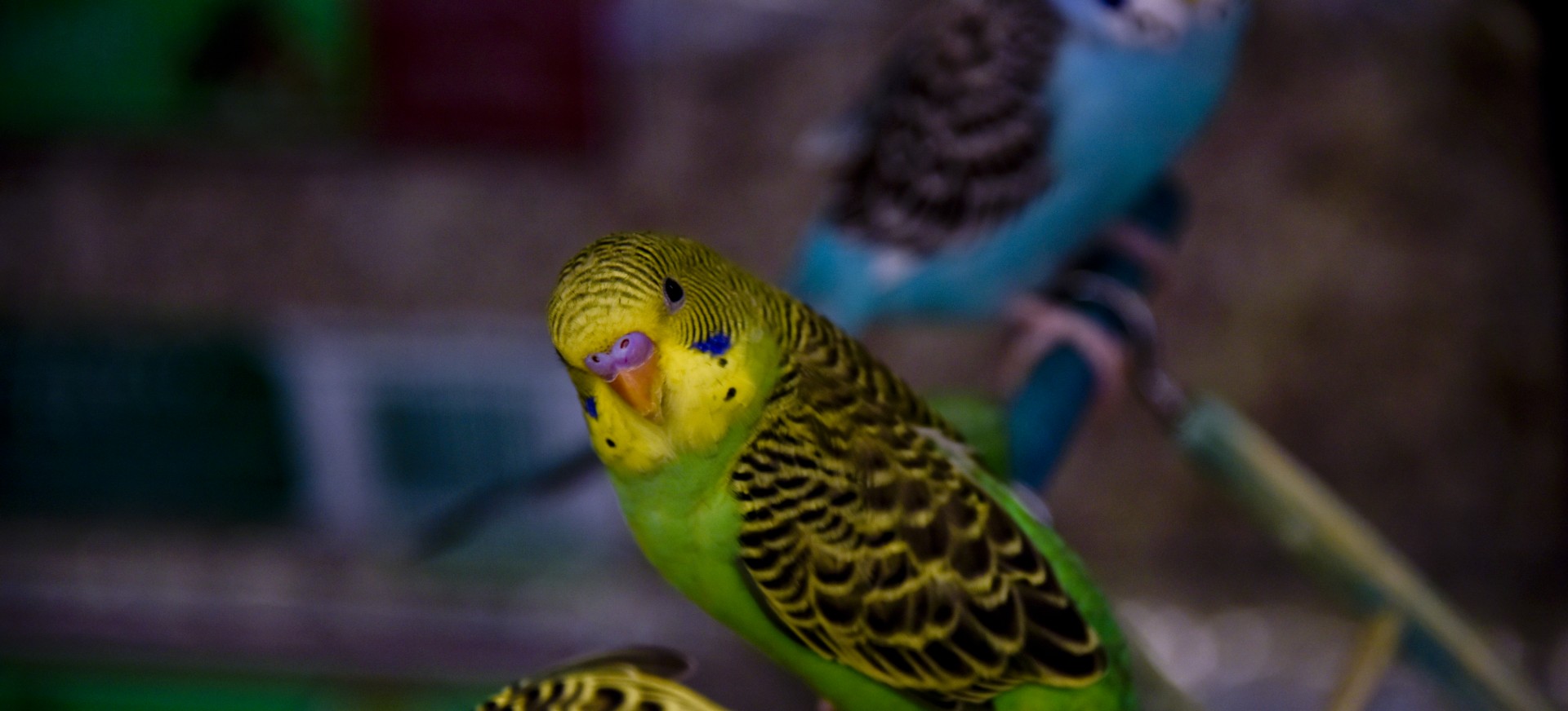Galben papagal verde Caut