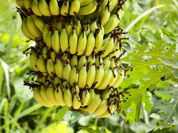 153,718 Banana Bunch Royalty-Free Images, Stock Photos & Pictures