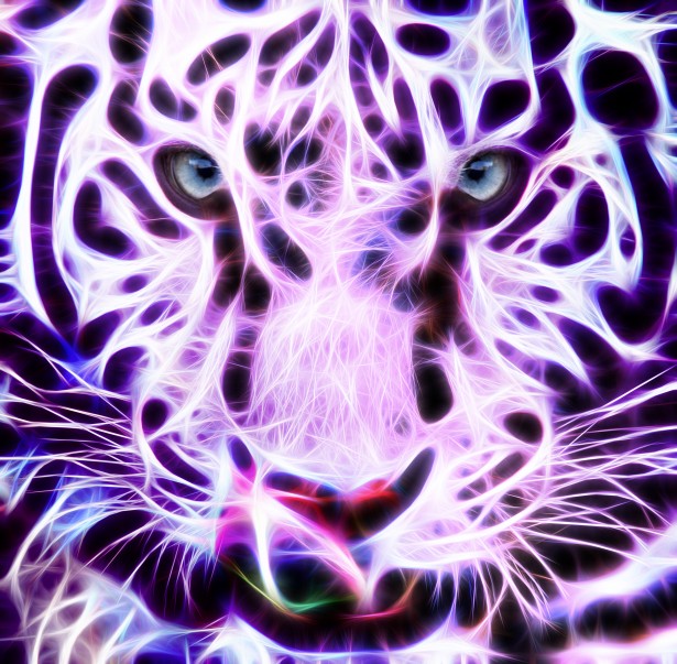 Fractal Wire White Tiger Free Stock Photo - Public Domain Pictures