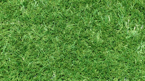 Garden Grass Background Free Stock Photo - Public Domain Pictures