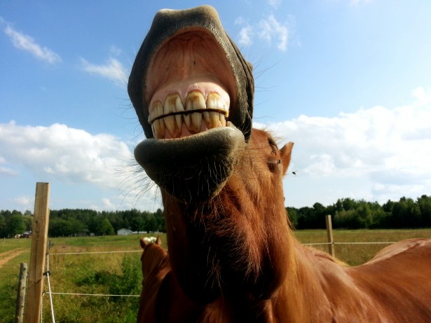 O sorriso do cavalo foto de stock. Imagem de humor, sorriso