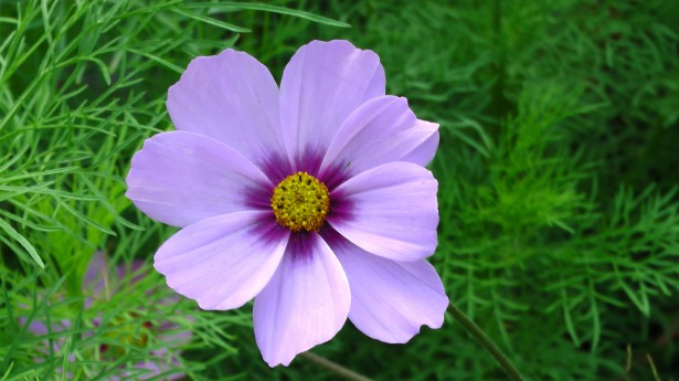Lone flor de la lila Stock de Foto gratis - Public Domain Pictures