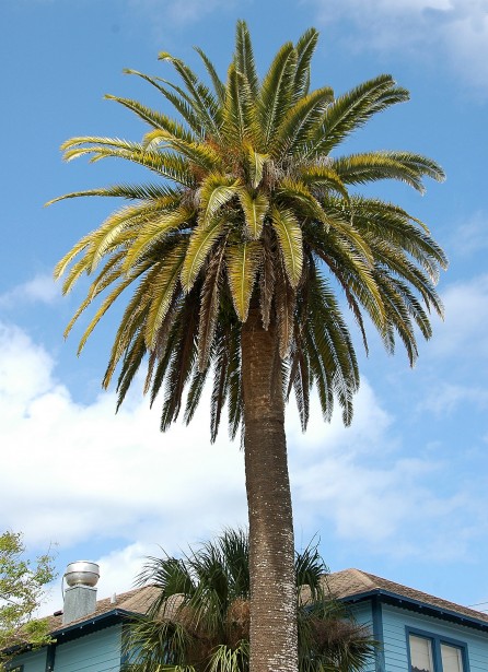 Palm Tree Background Free Stock Photo - Public Domain Pictures