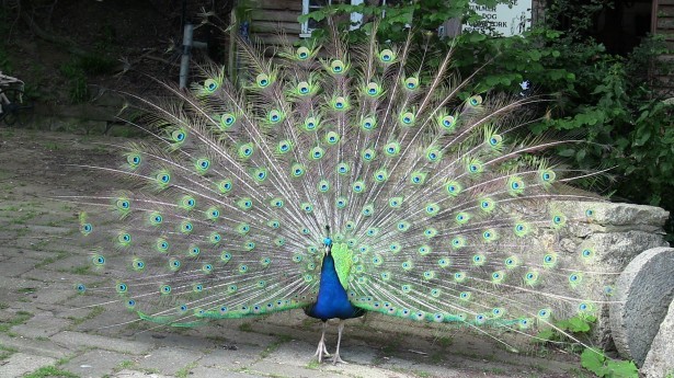 Peacock Fanning Free Stock Photo - Domain