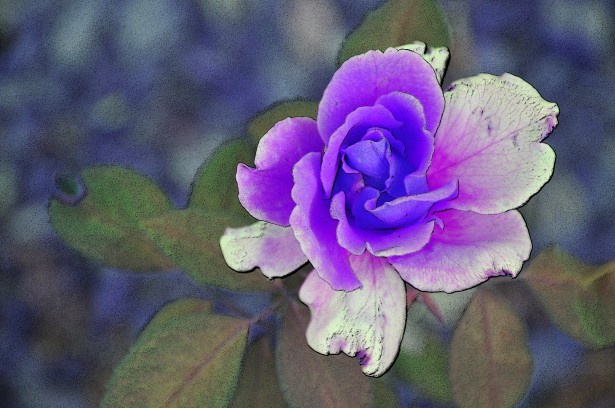Purple Painted Rose Free Stock Photo - Public Domain Pictures