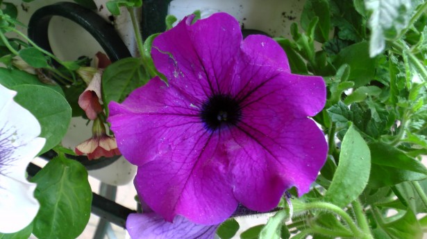 Purple Petunia Flower Free Stock Photo - Public Domain Pictures