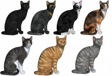 7 Katzen in verschiedenen Farben