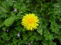 A Simple Yellow Dandelion