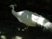 Peacock Albino