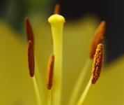 Anthers And Stigma