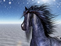 Appaloosa Invierno Pony arte de la fanta