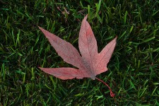 Liść jesień na trawie