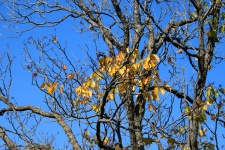 Autumn leaf remnant