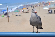 Bébé Gull à la plage