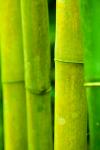 Des bâtons de bambou