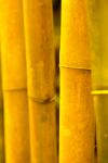 Bambus-Sticks