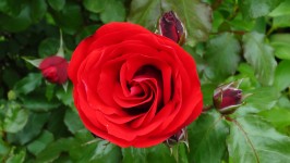 Красивый яркий Красная роза