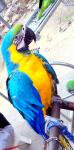 Красивая ара попугай