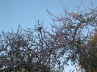 Bird in a blossoming tree