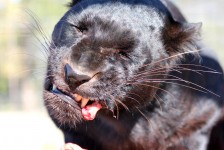 Comer Black panther 1