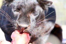 Black Panther Eating 2