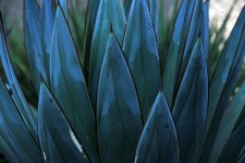 Blue Painted Succulent Background