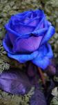 Blue Rose Mai multe Contrast