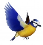 Blue Tit Bird Clipart
