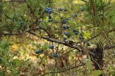 Blueberry bush Jack Pine Tree