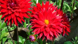 Rojo brillante de la dalia Flores