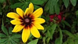 Brown Eyed Susan fiore