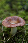 Brown Red Wild Mushroom
