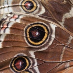 Vlinder vleugel macro