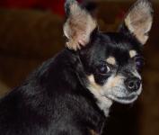 Profil Chihuahua Dog